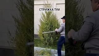 Стрижка туи до и после! #домисад #своимируками #таке #огород #туи #стрижка