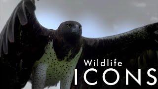 Герои дикой природы / Wildlife Icons-01  Жизнь саванны