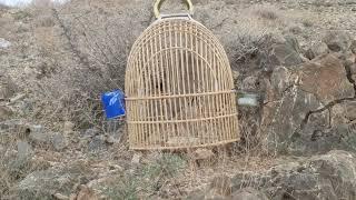 Dese shikare chakor sound l chakor female sound keklik sese chakor vOice