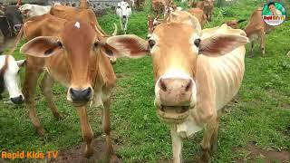 Kids Cow Videos | Kids Cow Video With Mooing Sound Without Music | Kids Cow Videos for Kids & Parent