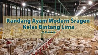 Kandang Ayam Modern Sragen Kelas Bintang Lima