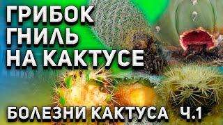 Болезни кактуса. Грибки. Гниль кактуса. Уход за кактусом.Ч.1