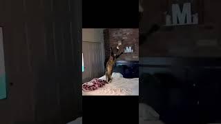 Air Julius’s Successful Leap and Mid-Air Catch: Awe-Inspiring Ascension