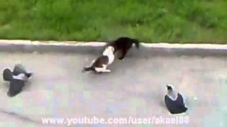 Epic Cat Fight (cat's horror) Crows vs Cat vs Cat Street Fight