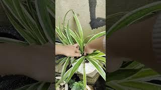 my plants #naturelife #success #farming #gardenplants #plants #success