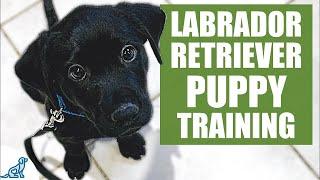 Labrador Retriever Puppy Training Guide - First Week Puppy Training️