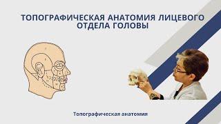 Топографическая анатомия лицевого отдела головы