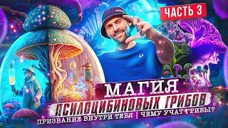 Магия псилоцибиновых грибов | призвание внутри тебя | чему учат грибы?