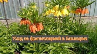 #РЯБЧИК императорский. Уход за фритиллярией