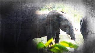 VOA Special Documentary: Saving Gabon's Forest Elephants