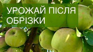 Урожай яблук після обрізки дерев