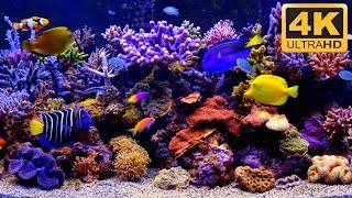 ***** 4K Aquarium Video ***** 4K TV Screensaver