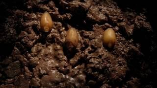 Seed germination to growth time lapse filmed over 10 weeks