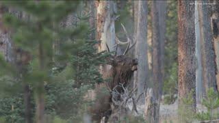 Idaho wildfires impact hunting season