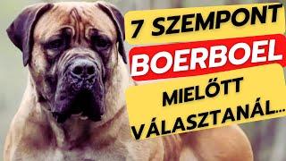 Mielőtt kutyát választanál - BOERBOEL -7 fontos szempont!