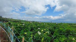 Indonesia Walk in Tour | Sumber Brantas, Vegetable & flower farming village in the valley of Mount.