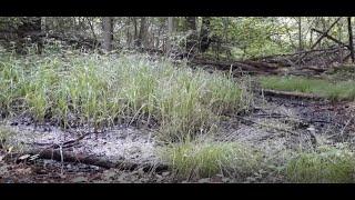 Vögel im Wald und kleines Rinnsal