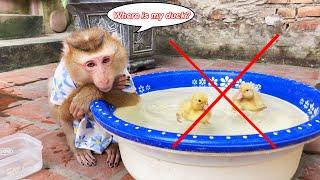 Monkey Lyly was worried and hurried to find the ducks because they were lost for unknown reasons.