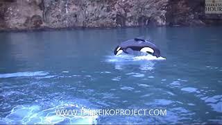 The Keiko Project Movie CLIP - Keiko Exercising In The Sea Pen 2 - Documentary HD Coming Soon