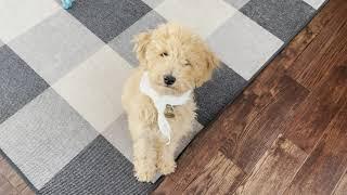 DIY Personalized Dog Bandana with Procreate and a Sublimation Printer