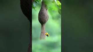Babui Pakhir Basha|| Engineer Bird|| The King Of  Nest Building#shorts #viral