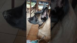 Maligator nice dog BGS malinois