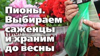 РАННЯЯ ПОКУПКА САЖЕНЦЕВ ПИОНОВ. Рекомендации по выбору и хранению до посадки