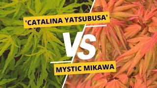 Acer palmatum 'Catalina yatsubusa' & 'Mystic Mikawa' | Dwarf Japanese Maples | MrMaple Clips