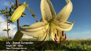 Lily - Sweet Surrender 4K