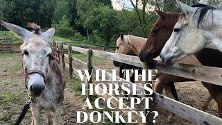 Horses meet Donkey for the FIRST TIME!