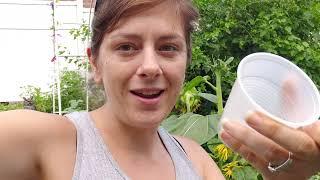 How to save sunflower seeds | Zone 6b Pennsylvania | Backyard Gardening |Stewpendous Growth|