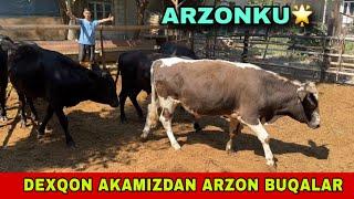 DEXQON AKAMIZDAN️90-860-83-62 /97-207-82-02 JAYDARI BUQALARNI ARZONLARI