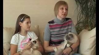 Священная Бирма / Sacred Birman Cats