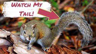 Squirrel Tail Wagging Silent Alarm Meaning