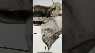 yuki harumi kitty & yapi is mother cat #kucinglucu#funnycats #catlover #cat