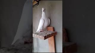 #lowflyerpigeon #pigeon #kabootar #lowflyer #shortsvideo