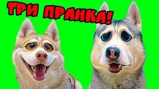 ПРАНКИ НАД СОБАКАМИ ХАСКИ!! (Хаски БУБЛИК) Говорящая собака DOGVLOG