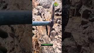 Digging Out a Tree from a Rock with a Pickaxe | Unusual Plant Removal
