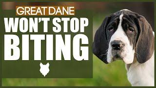 How To Stop Your GREAT DANE BITING