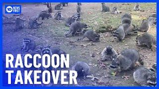 100 Raccoons Take Over Woman’s House | 10 News First