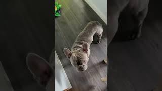 Lilac French Bulldog Did What?