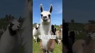 Here comes the Llama girls! ️