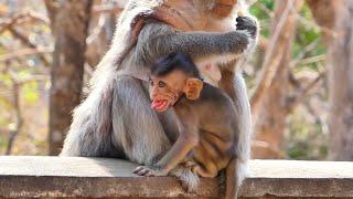 O.M.G..! Little Baby Bero Crying Loudly Asking Milk from Old Mama.