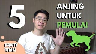 5 Anjing Terbaik Untuk Pemula! | Jenis-jenis Anjing dengan Perawatan yang Mudah