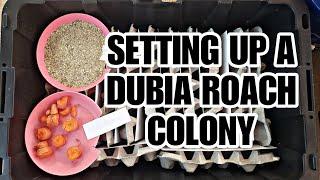 Setting Up A Dubia Roach Colony