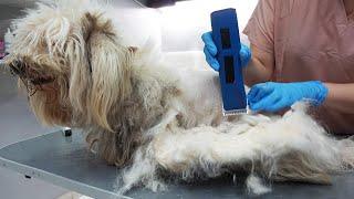 Shaving a Dog in Very Bad Condition... *Muzzle Was Necessary*