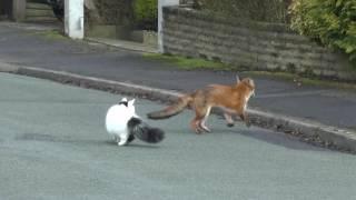 fox and cat playing together