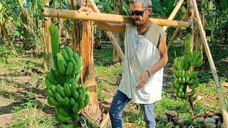 Harvest banana lakatan