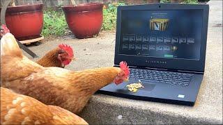 Chicken opens CS:GO case