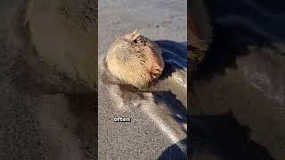 This is ALIVE!!!! Sea Potato Facts  #animals #marinelife #sealife #wildlife #shorts